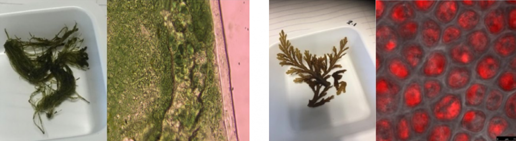 Sequential analysis of seaweed tissue at different experimental stages using the Sciospec ISX-3 Impedance Analyzer, capturing detailed impedance changes.
