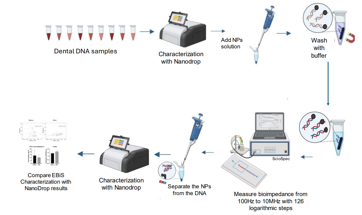 Workflow diagram of DNA purification from dental samples using magnetic nanoparticles (MNPs), NanoDrop spectrophotometry, and Electrical Bioimpedance Spectroscopy (EBiS) with the ISX-3 Impedance Analyzer from Sciospec.